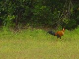 Jungle fowl