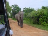 Large bull elephant