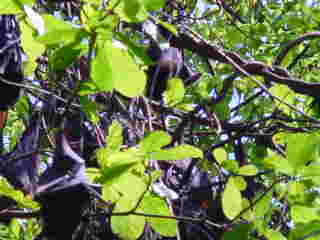 Flying foxes