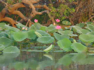 water-lilies