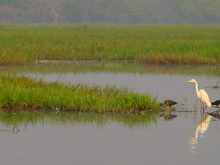 white heron