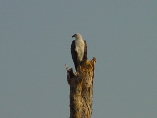 Sea eagle