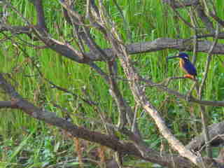 Kingfisher