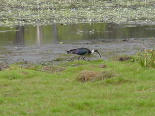 Ibis