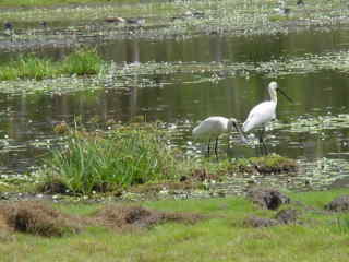 Spoonbills