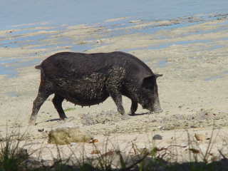 Beach pig