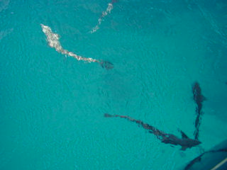 Sharksuckers under the boat