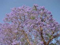 Flowering tree