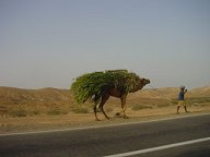 Working camel