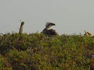 Ospreys nesting