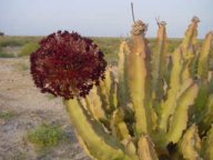 Flowering Cacti