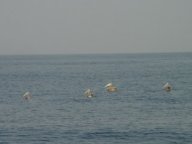 Pelicans