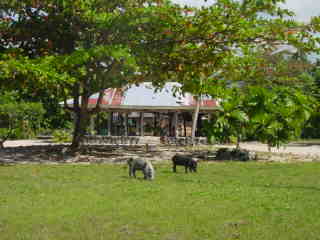 Pigs grazing on the village green