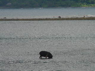 Reef foraging pig