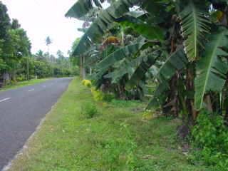 Trim verges through the forest