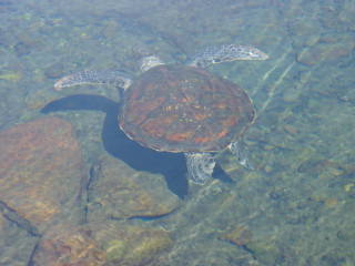 Turtle in the sanctuary